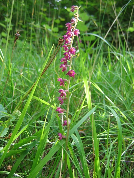 Epipactis rouge sombre