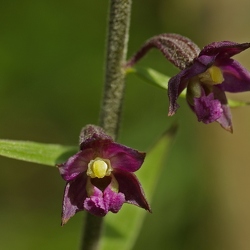 Epipactis atrorubens