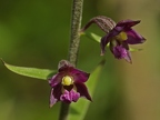 Epipactis