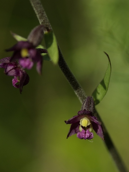 Epipactis rouge sombre