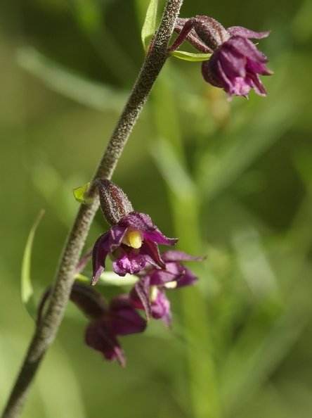 Epipactis_rouge_sombre_08.jpg