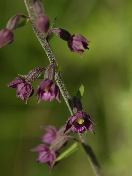 Epipactis rouge sombre