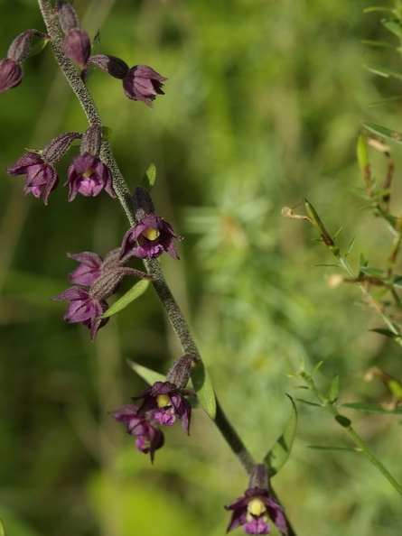 Epipactis rouge sombre