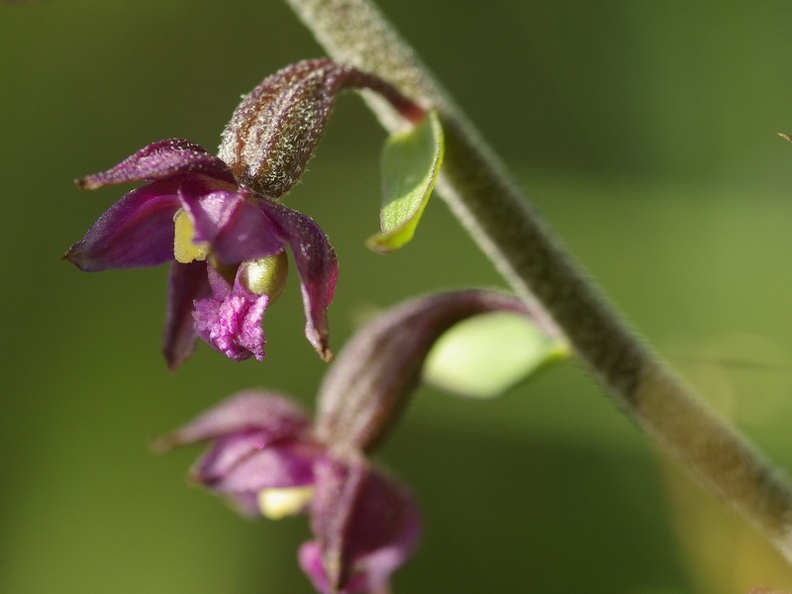 Epipactis_rouge_sombre_11.jpg