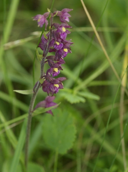 Epipactis_rouge_sombre_12.jpg