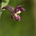 Epipactis rouge sombre