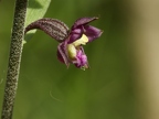 Epipactis rouge sombre