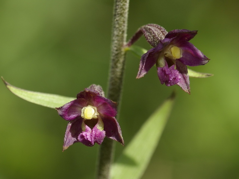 Epipactis rouge sombre