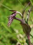 Epipactis rouge sombre