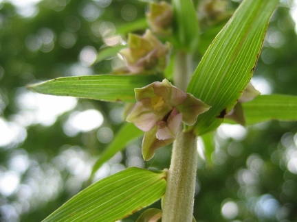 Epipactis helleborine subsp. helleborine