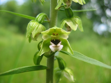 Epipactis helleborine subsp. helleborine