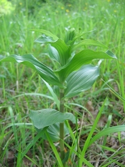 Epipactis helleborine subsp. helleborine