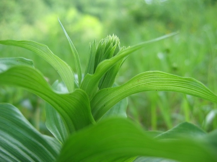 Epipactis helleborine subsp. helleborine