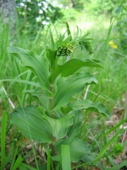 Epipactis helleborine subsp. helleborine