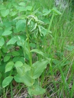 Epipactis helleborine subsp. helleborine