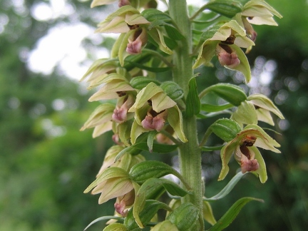 Epipactis helleborine subsp. helleborine