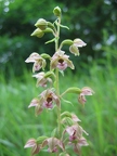 Epipactis helleborine subsp. helleborine