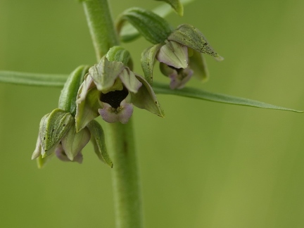 Epipactis helleborine subsp. helleborine