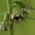 Epipactis helleborine subsp. helleborine