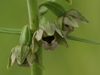 Epipactis helleborine subsp. helleborine