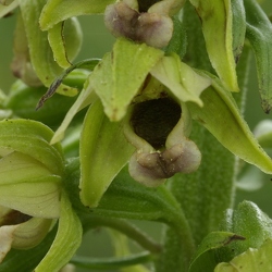 Epipactis helleborine subsp. helleborine