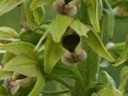 Epipactis helleborine subsp. helleborine