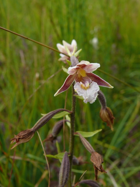 Epipactis_palustris_01.JPG