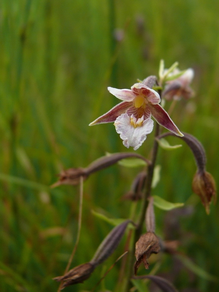 Epipactis des marais