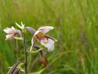 Epipactis des marais