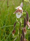 Epipactis des marais