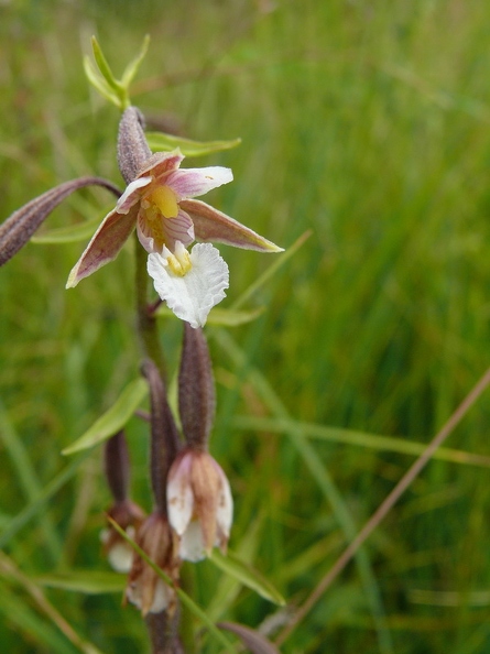 Epipactis des marais