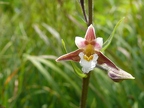 Epipactis des marais