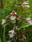 Epipactis des marais