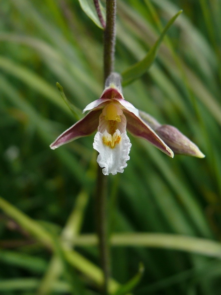 Epipactis_palustris_08.JPG