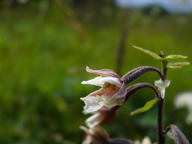 Epipactis des marais