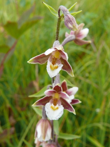 Epipactis des marais
Epipactis palustris
Marais du Plateau de Gavot - Saint-Paul-en-Chablais - HAUTE-SAVOIE (74) Epipactis_palustris_10.jpg