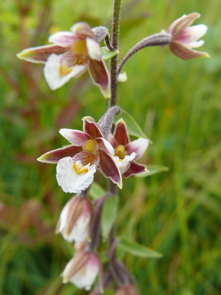 Epipactis des marais