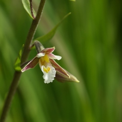 Epipactis palustris
