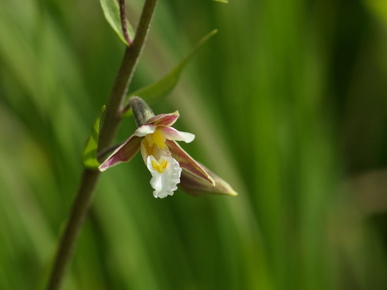 Epipactis des marais