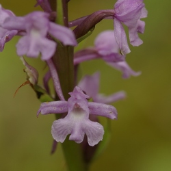 Gymnadenia conopsea