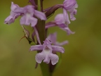 Orchis moucheron