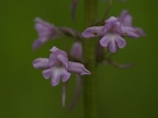 Orchis moucheron