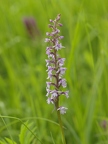 Orchis moucheron