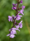 Orchis moucheron