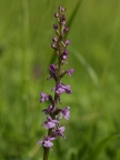 Orchis moucheron