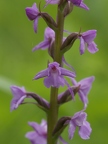 Orchis moucheron