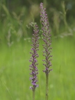 Orchis moucheron