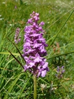 Orchis moucheron