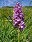 Orchis moucheron