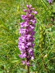 Orchis moucheron